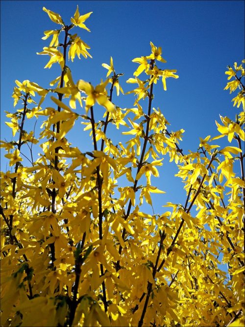 Frühling in Fürth