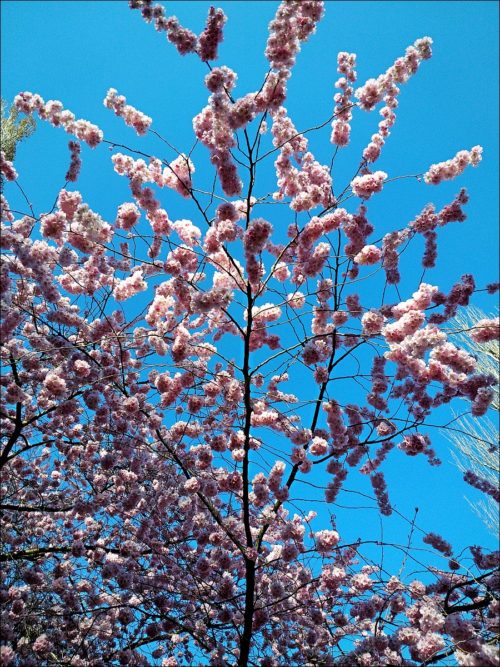 Frühling in Fürth