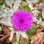 Insekt im Anflug auf eine Distelblüte