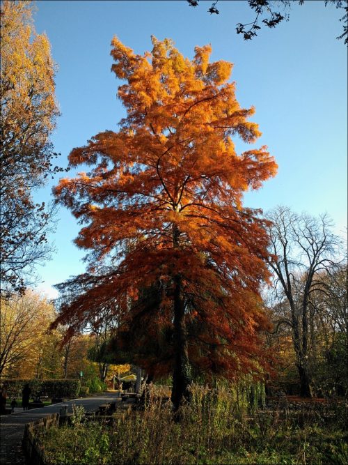 Herbstlich bunter Baum im Stadtpark