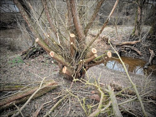 Brutaler Baumrückschnitt im Naturschutzgebiet Hainberg