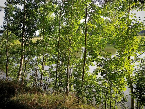 Spätsommerliche Abendstimmung an den Karpfenweihern bei Möhrendorf