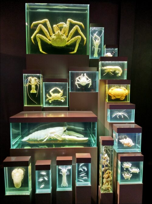 Maritime Präparate im Ozeaneum Stralsund