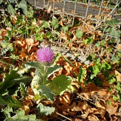 Distelnachwuchs im Oktober