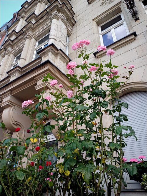 Himmelwärts strebende Rosen in der Karolinenstraße