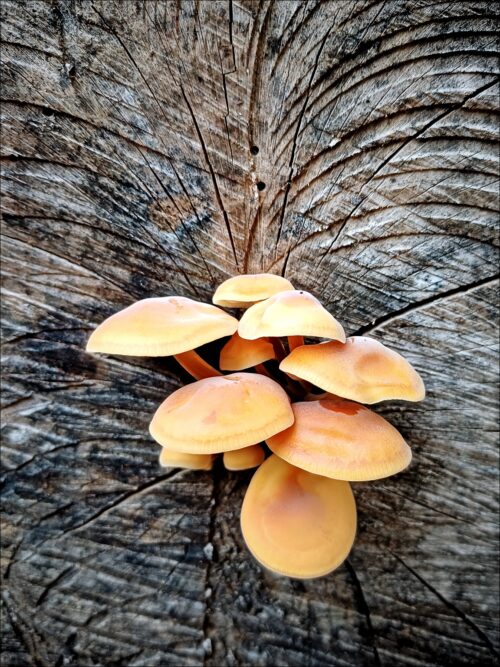 Pilze an einem abgesägten Baum im Fürther Stadtwald