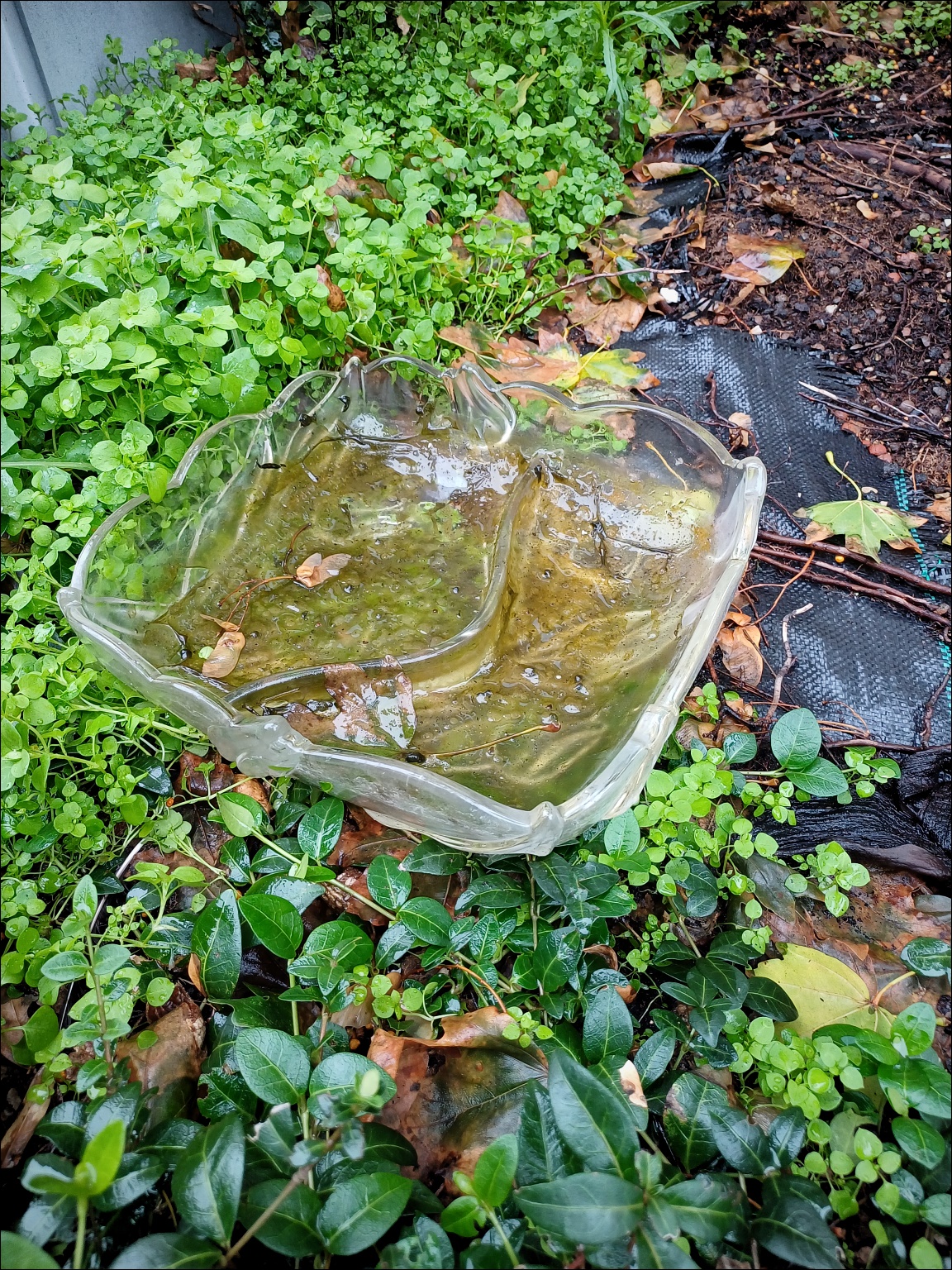 Glasschale (Fundsituation)
