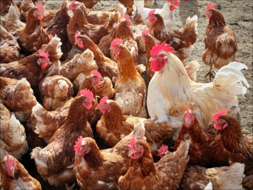 Außerordentliche Führungsspanne: 1 Gockel, 100 Hennen Außerordentliche Führungsspanne: 1 Gockel, 100 Hennen