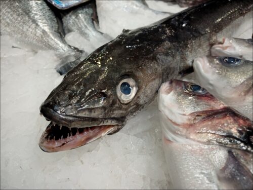 Impressionen aus Faro und anderen Orten der südlichen Algarve